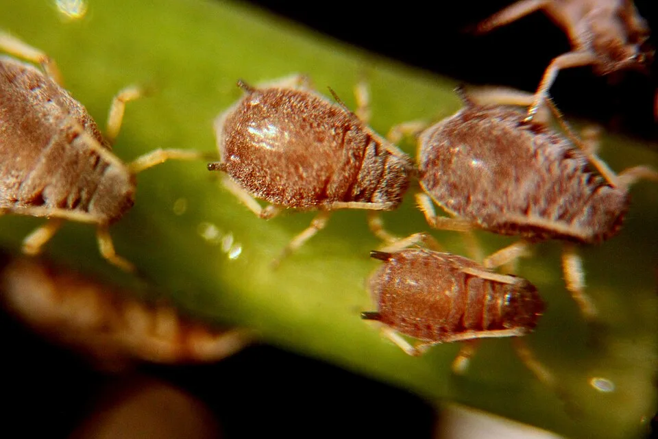 Magnified brown aphids clustered on the stem of an indoor rubber plant.