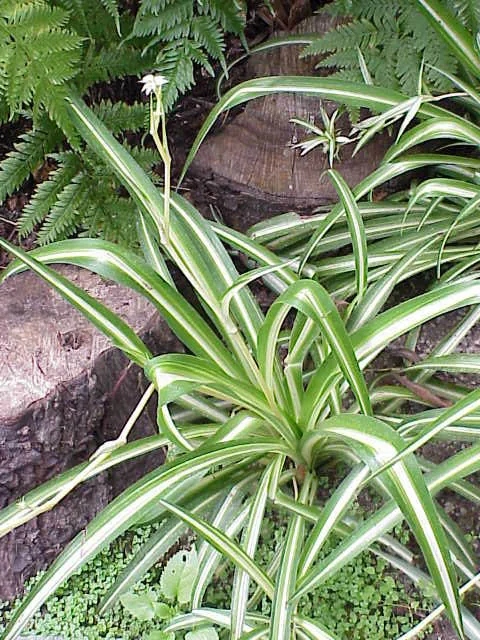 Long, striped leaves of a spider plant.