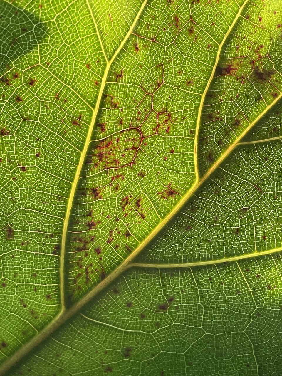 Close view of raised reddish-brown edema marks on a fiddle-leaf fig leaf.