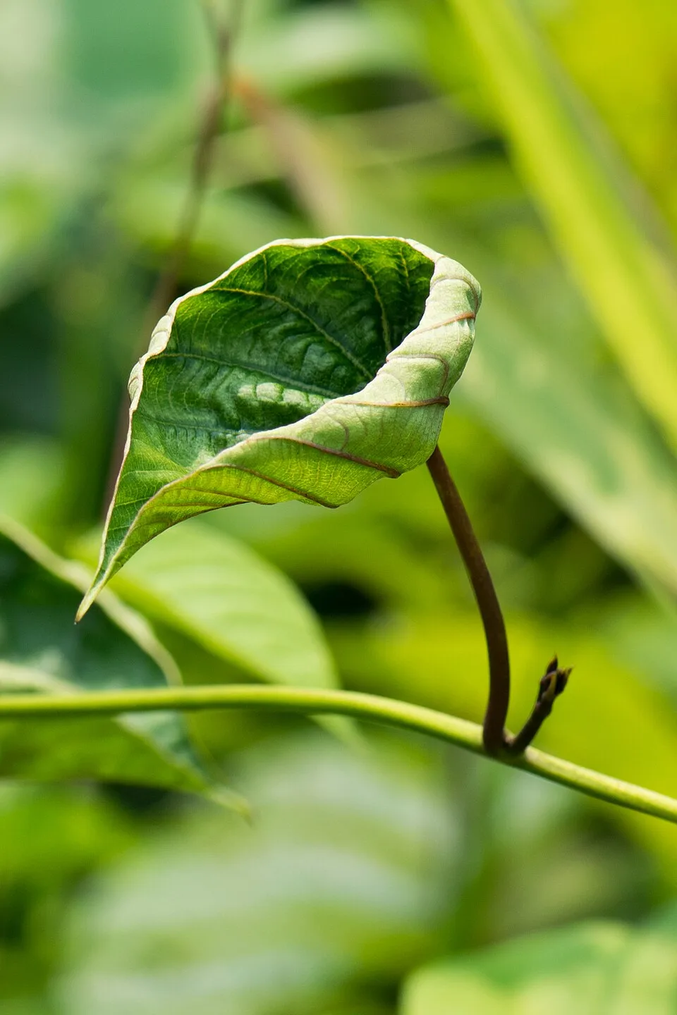 Close-up of one green leaf curling inward along its edge.