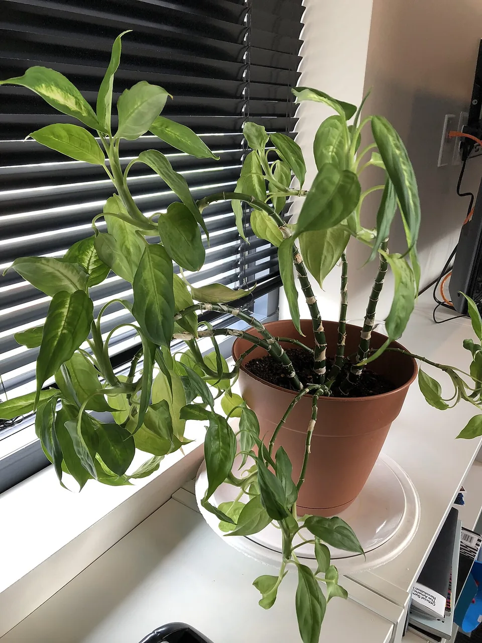 A potted plant with drooping foliage on a windowsill.