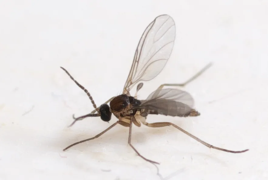 Close-up of a dark-winged fungus gnat on a pale surface.