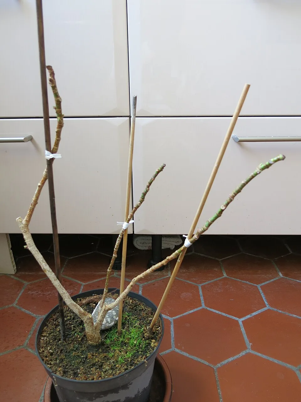 Potted ficus with bare branches after losing its leaves.