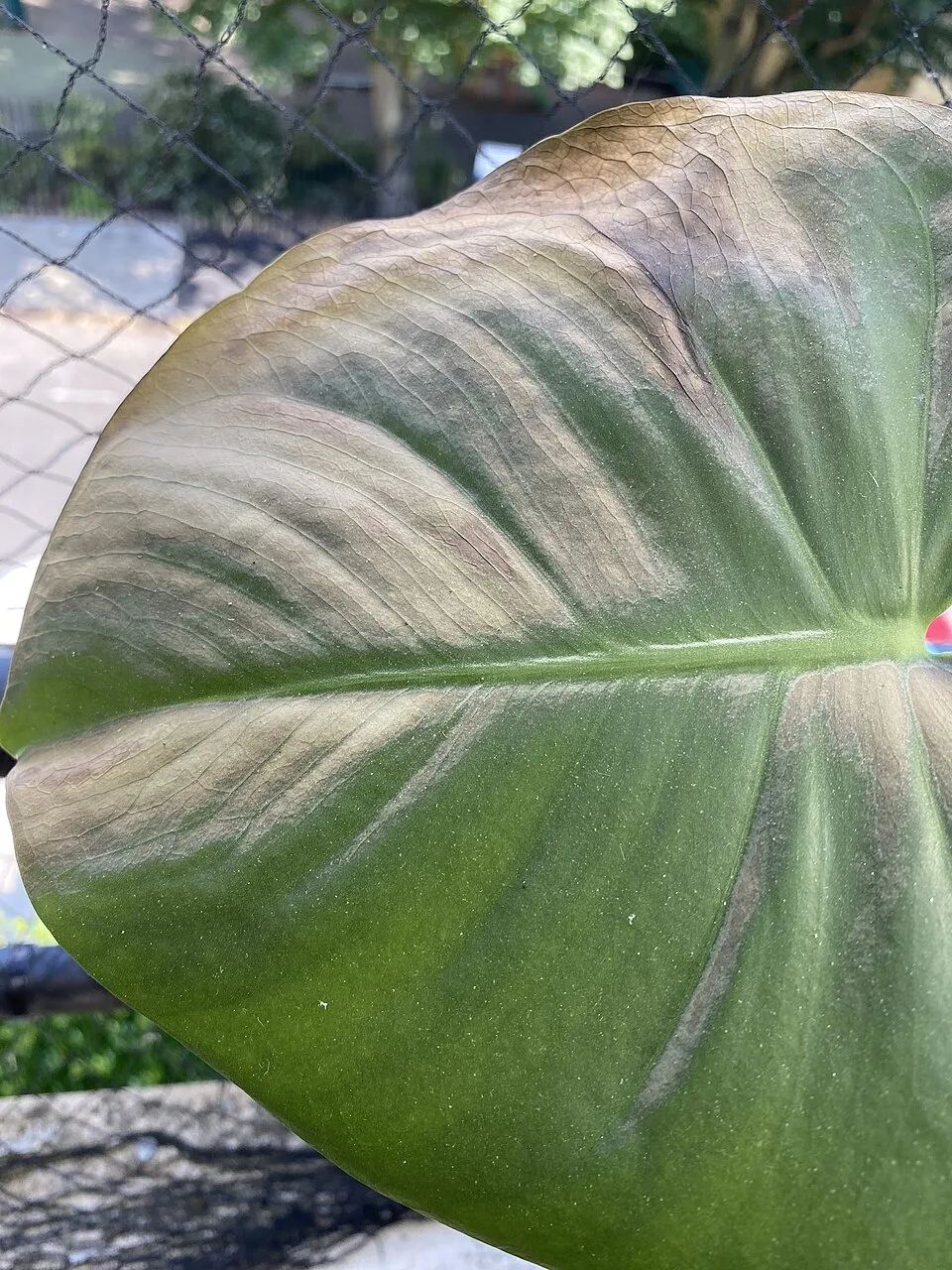Monstera leaf with large pale, dry patches after exposure to outdoor sun.