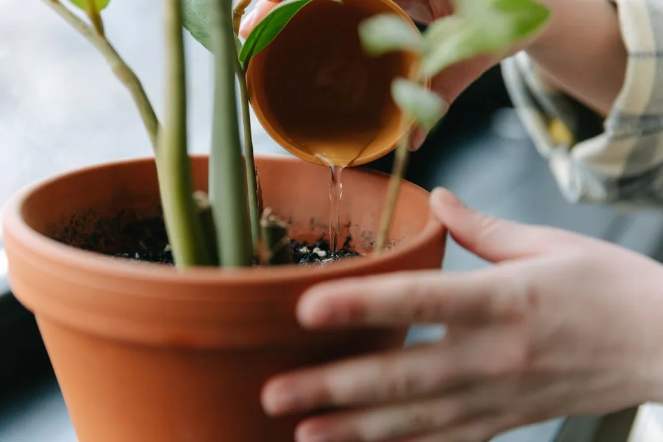 Water being poured into the soil of a potted plant indoors.