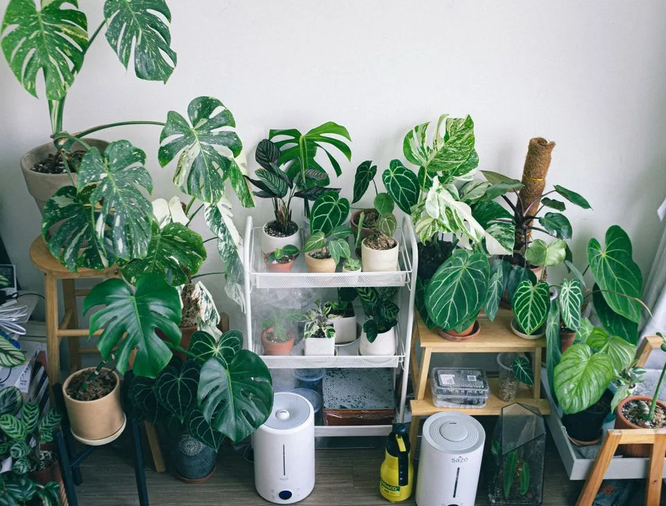 Indoor tropical plant collection arranged around two humidifiers.
