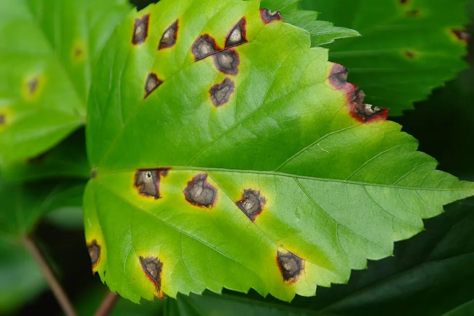 Hibiscus leaves with brown spots surrounded by yellow areas.