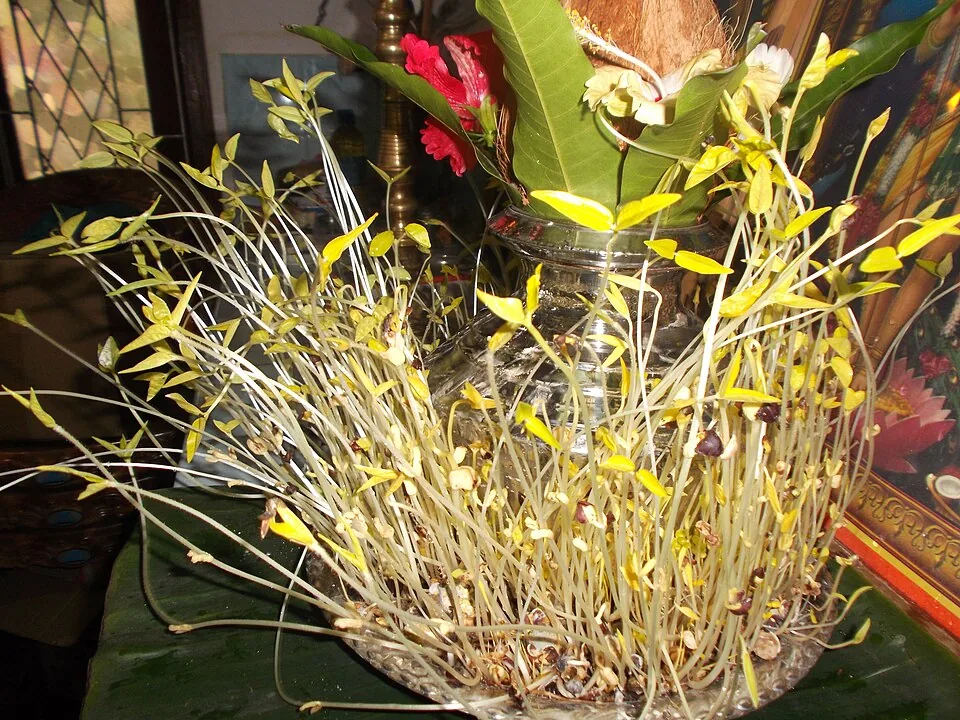 Potted plant with long, thin, pale stems and sparse leaves.