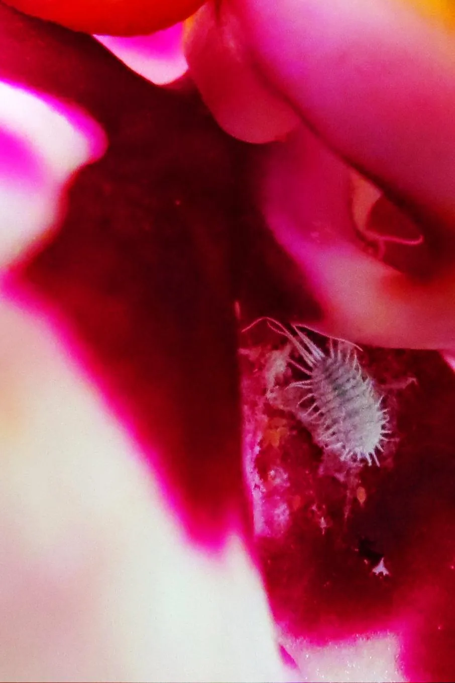 A white mealybug nestled inside a pink orchid flower.