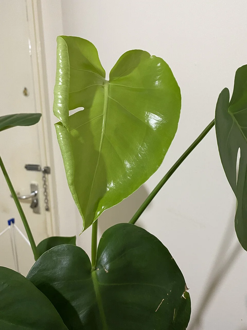 A light green new Monstera leaf unfurling with one visible opening.