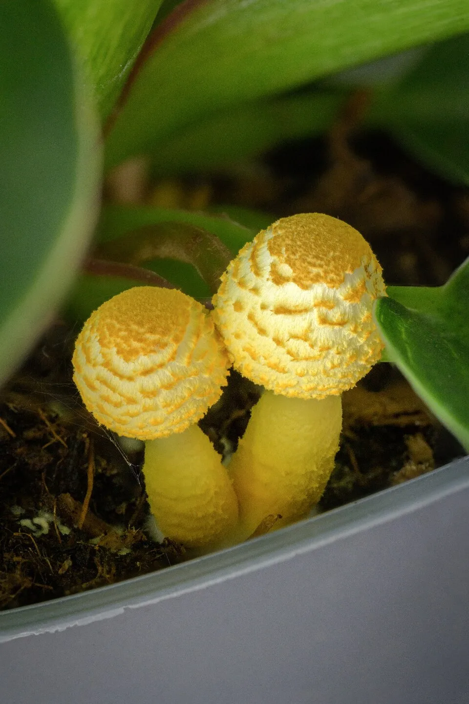 Two yellow flower pot parasol mushrooms emerging from potting mix beside a houseplant.