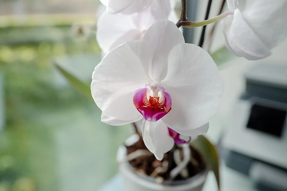 White and pink moth orchid flowers above bark mix in a small indoor pot.