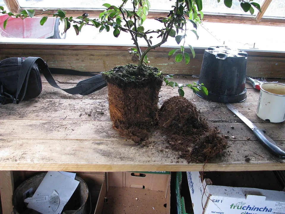 A plant removed from its pot, with its roots and potting mix visible.