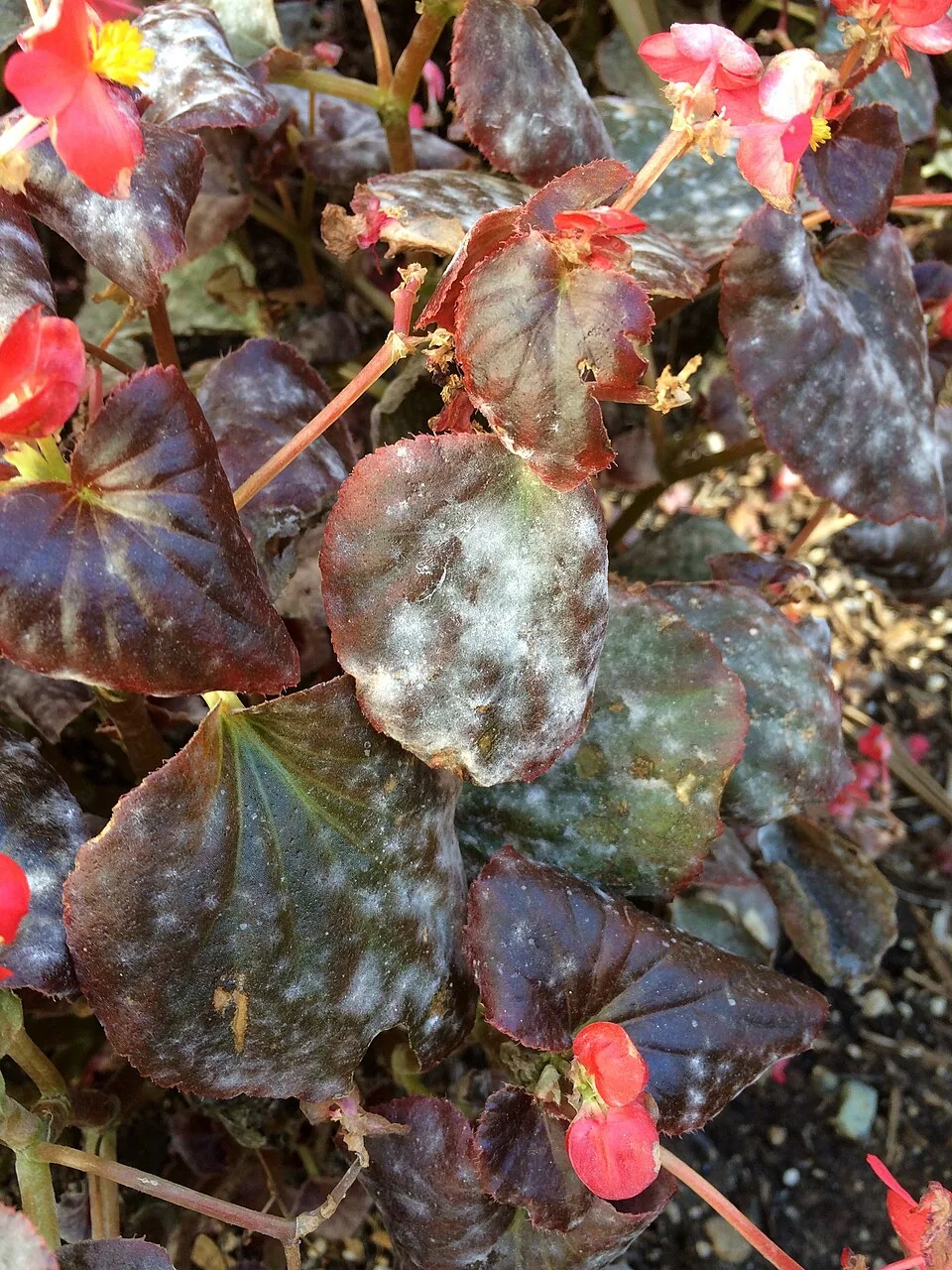 Begonia leaves with patches of pale powdery mildew.