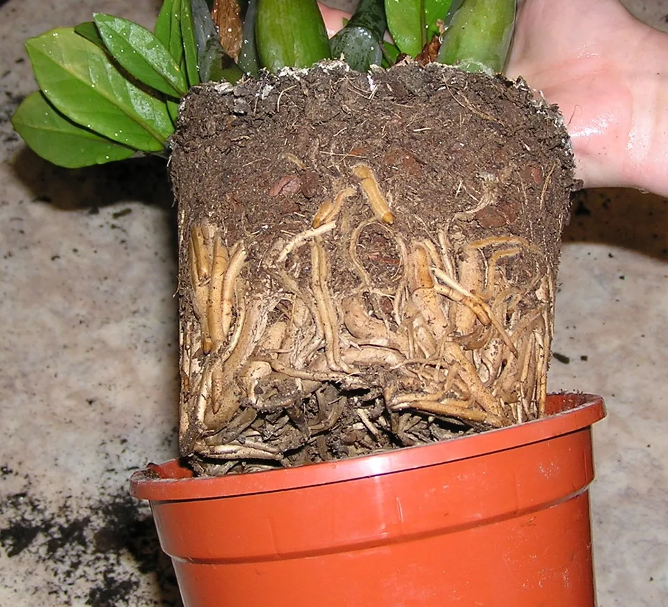 A hand holding a plant root ball above a terracotta pot during repotting.