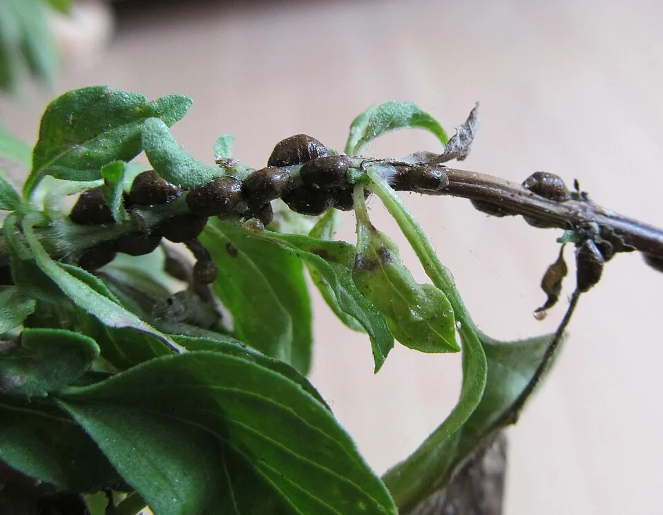 Dark scale insects attached along a Thai basil stem.