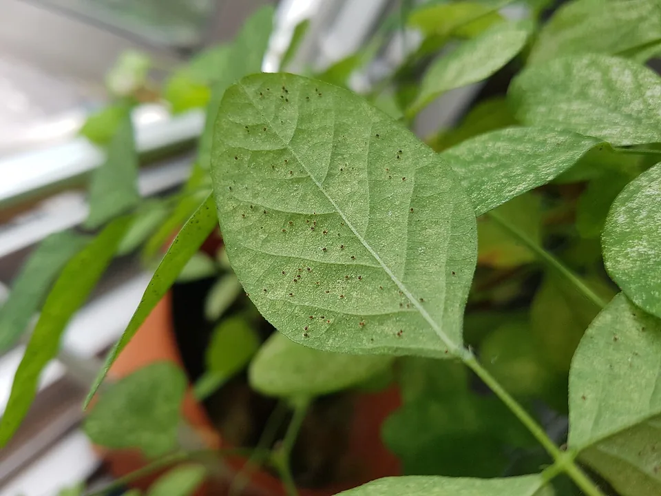 Close-up of a green leaf with pale stippling and small mites.