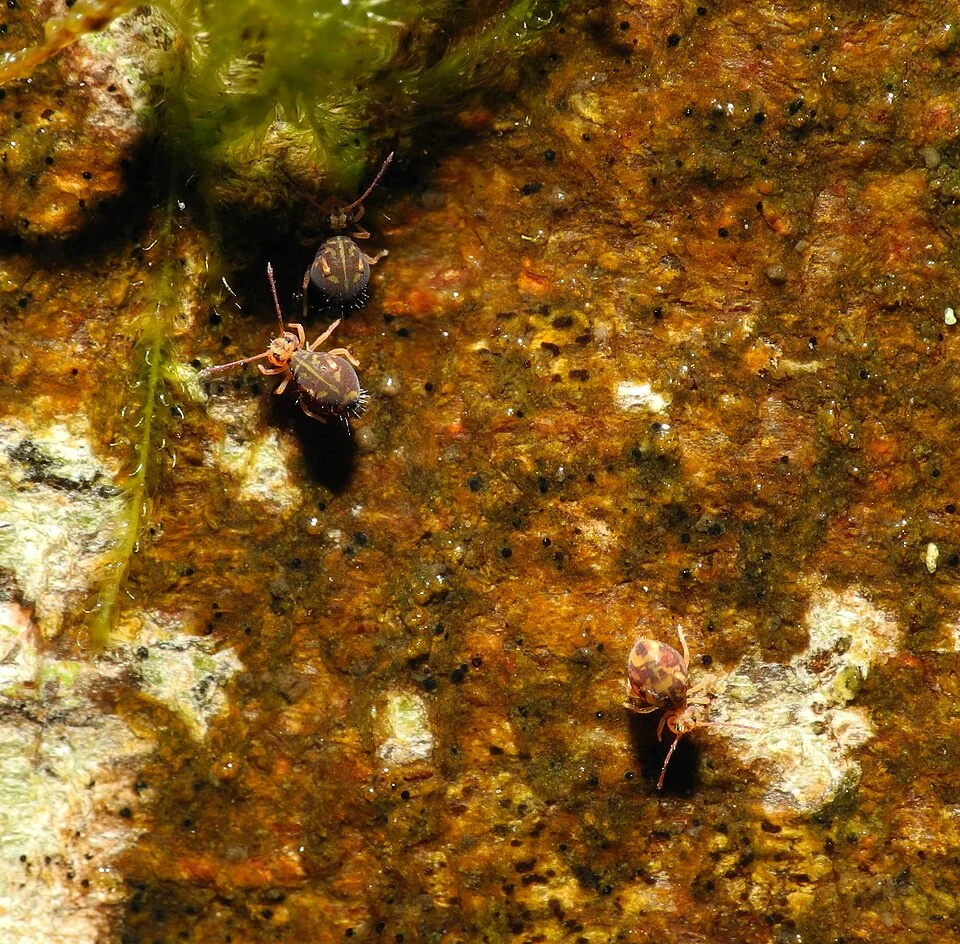 Three tiny globular springtails photographed at high magnification on a wet surface.