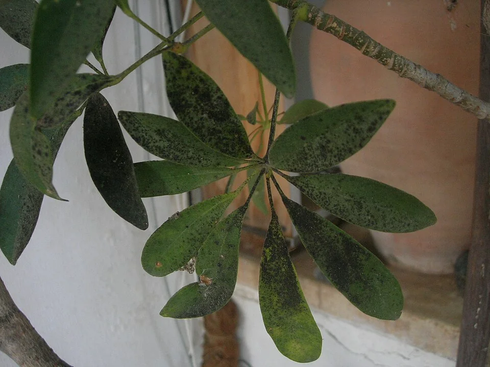 Schefflera houseplant leaves with a dark sooty coating.