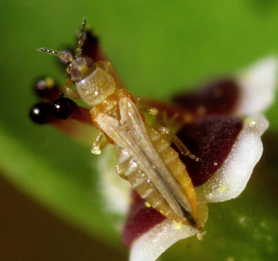 Magnified close-up of a thrips on a small flower.