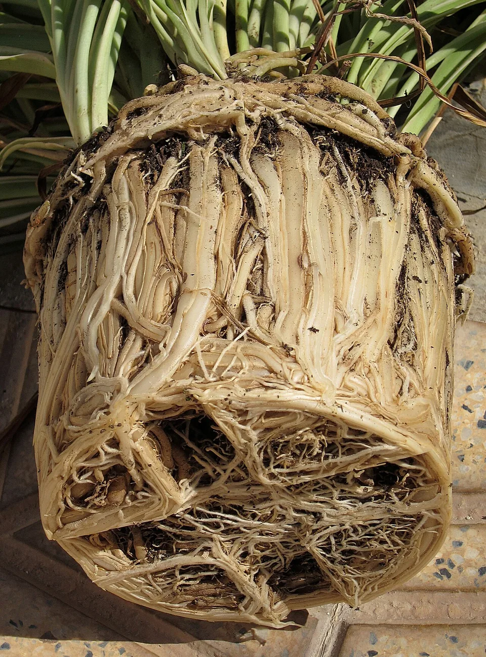 Dense spider plant roots holding the shape of their former pot.