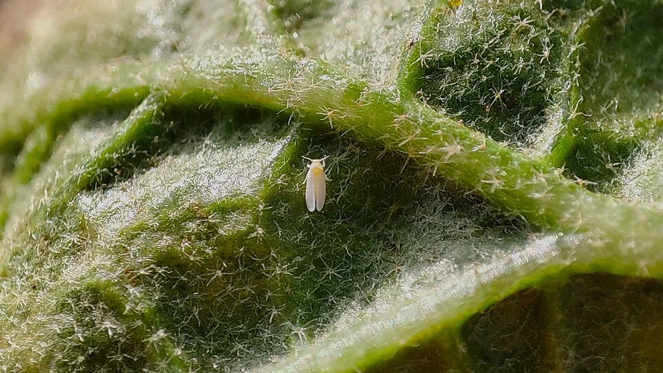 One adult whitefly on the underside of an eggplant leaf, surrounded by pale leaf hairs.
