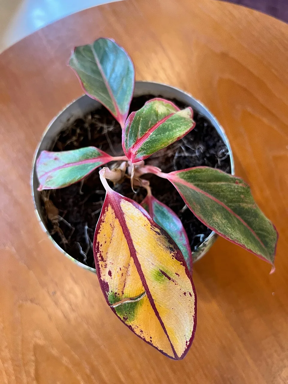 A potted plant with a yellow lower leaf among green and pink foliage.